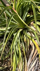 Puya olivacea