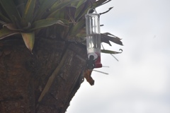 Chaetocercus mulsant