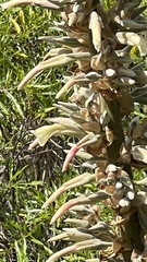Puya olivacea