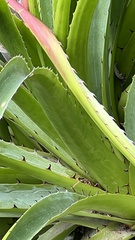 Puya olivacea