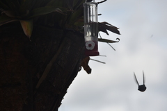 Chaetocercus mulsant