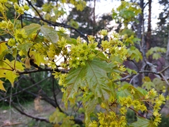 Acer platanoides