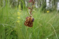 Arctia aulica