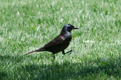 Quiscalus quiscula versicolor