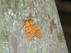 Elysius