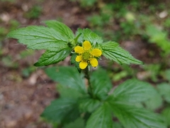 Geum urbanum