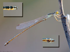 Austrosticta fieldi