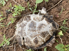 Graptemys pseudogeographica