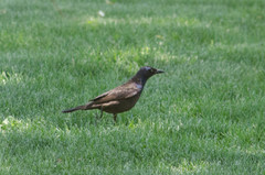 Quiscalus quiscula versicolor