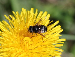 Eristalis cryptarum