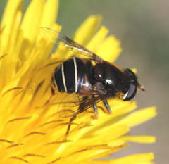 Eristalis cryptarum