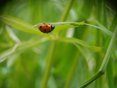 Coccinella septempunctata