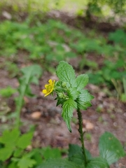 Geum urbanum