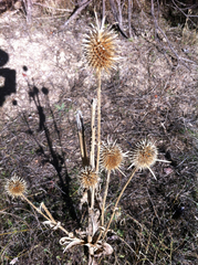 Dipsacus sativus