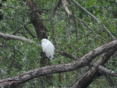 Egretta garzetta