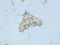 Hypenagonia