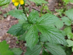 Geum urbanum
