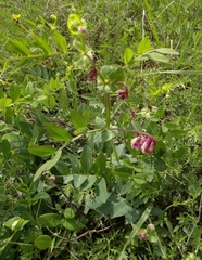 Lathyrus pisiformis