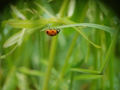 Coccinella septempunctata