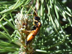 Acantholyda hieroglyphica