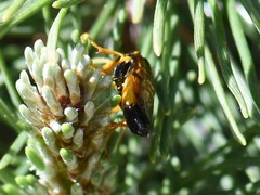 Acantholyda hieroglyphica