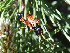 Acantholyda hieroglyphica