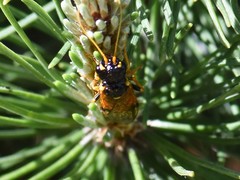 Acantholyda hieroglyphica