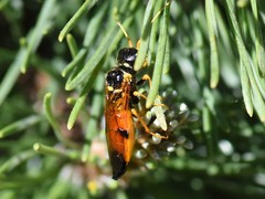 Acantholyda hieroglyphica