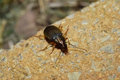 Chlaenius aestivus