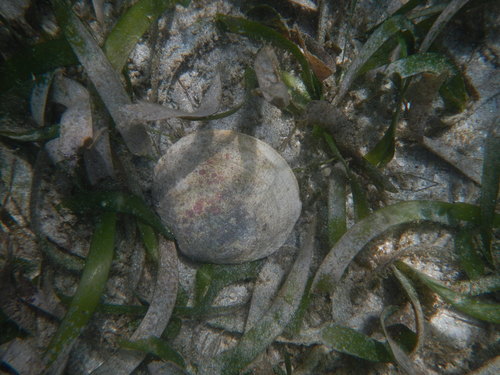 Codakia orbicularis
