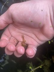 Palaemon kadiakensis