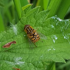 Parhelophilus frutetorum