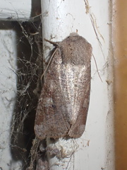Crocigrapha