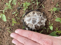 Graptemys pseudogeographica