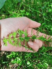 Kadenia dubia