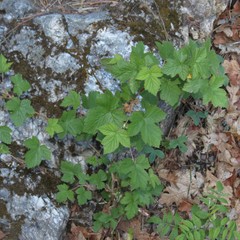 Rubus neomexicanus