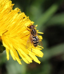 Anasimyia anausis
