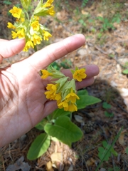 Primula veris