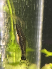 Otocinclus vittatus