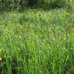 Carex disticha