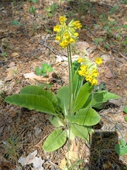 Primula veris