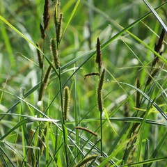 Carex disticha