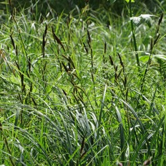 Carex disticha