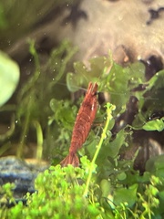 Neocaridina davidi