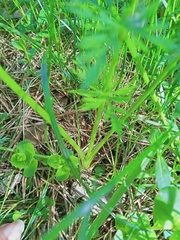 Kadenia dubia