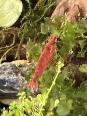 Neocaridina davidi