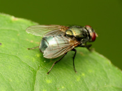 Eudasyphora