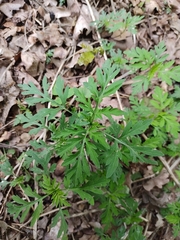 Ambrosia artemisiifolia