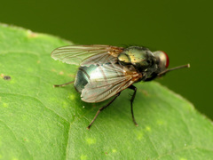 Eudasyphora