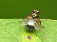 Eudasyphora